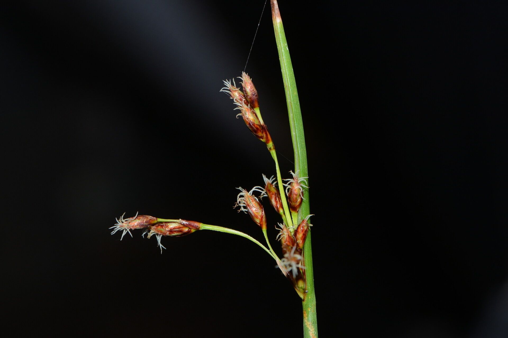 Schoenoplectus subulatus — search result for 'Schoenoplectus'