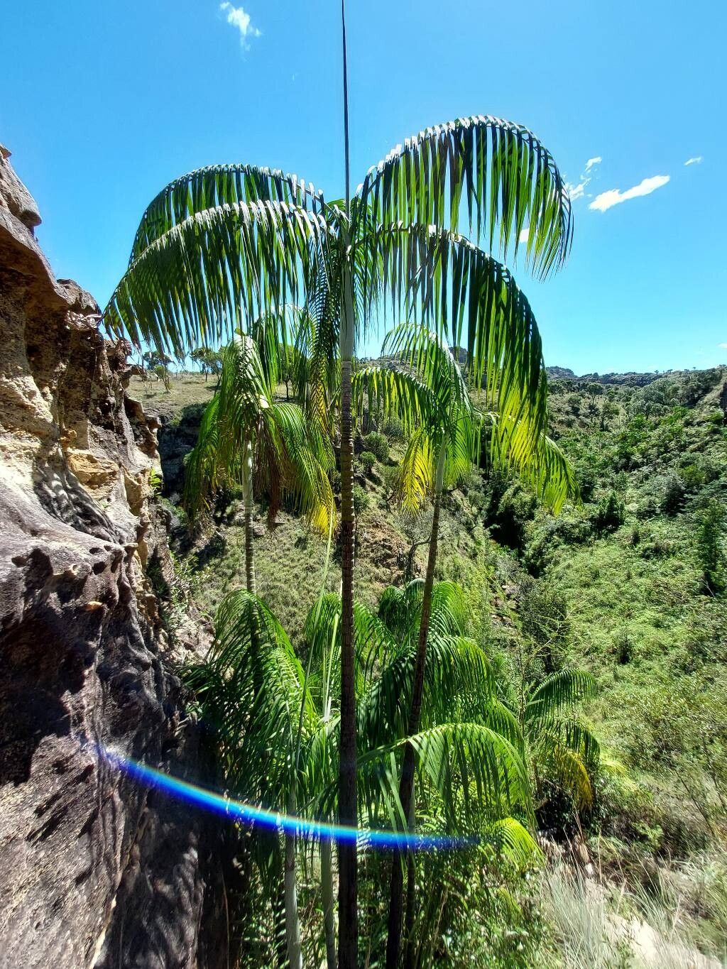 Dypsis onilahensis leaf