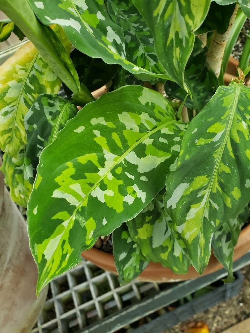 Aglaonema pictum — search result for 'Aglaonema'