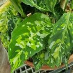 Aglaonema pictum