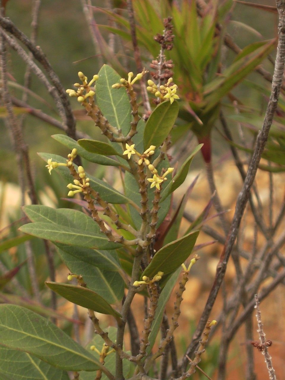 Parsonsia terminaliifolia habit