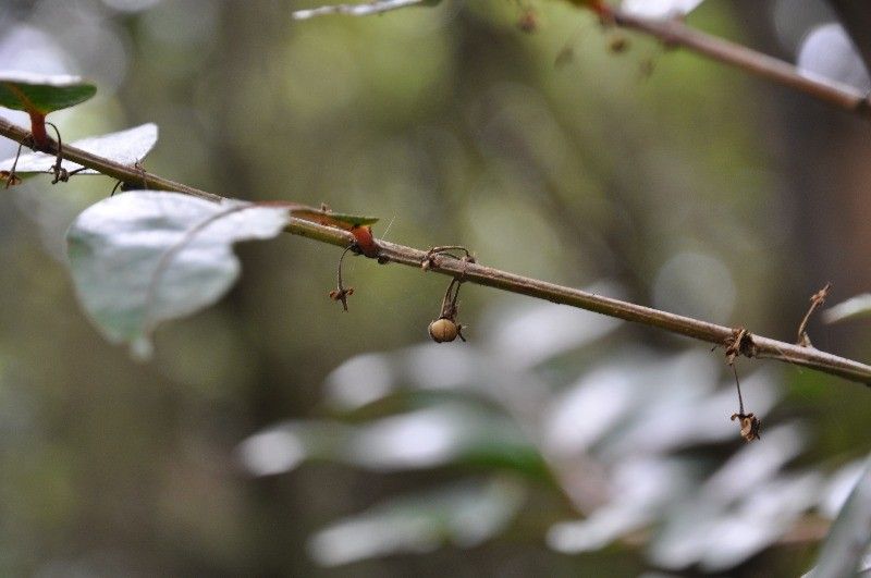 Phyllanthus phillyreifolius fruit