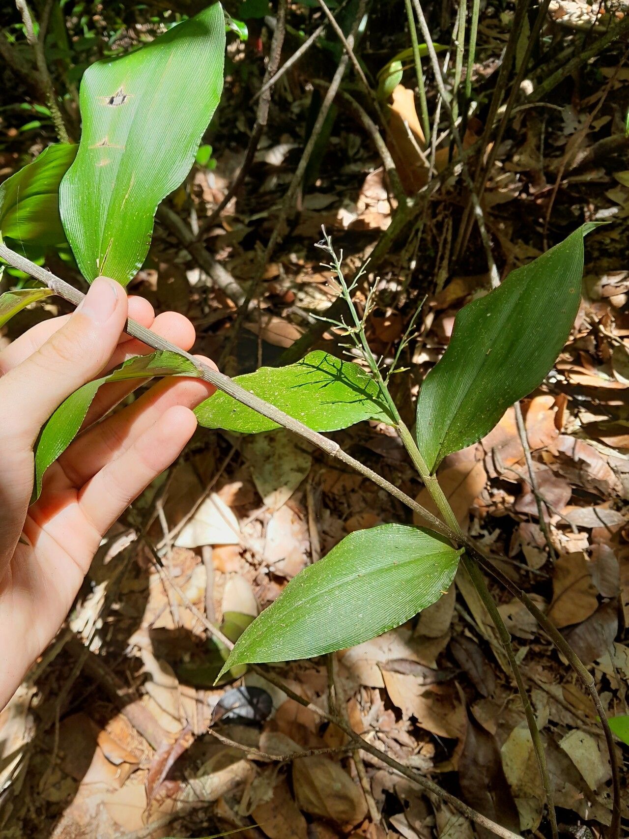 Ichnanthus panicoides — related species from the same genus