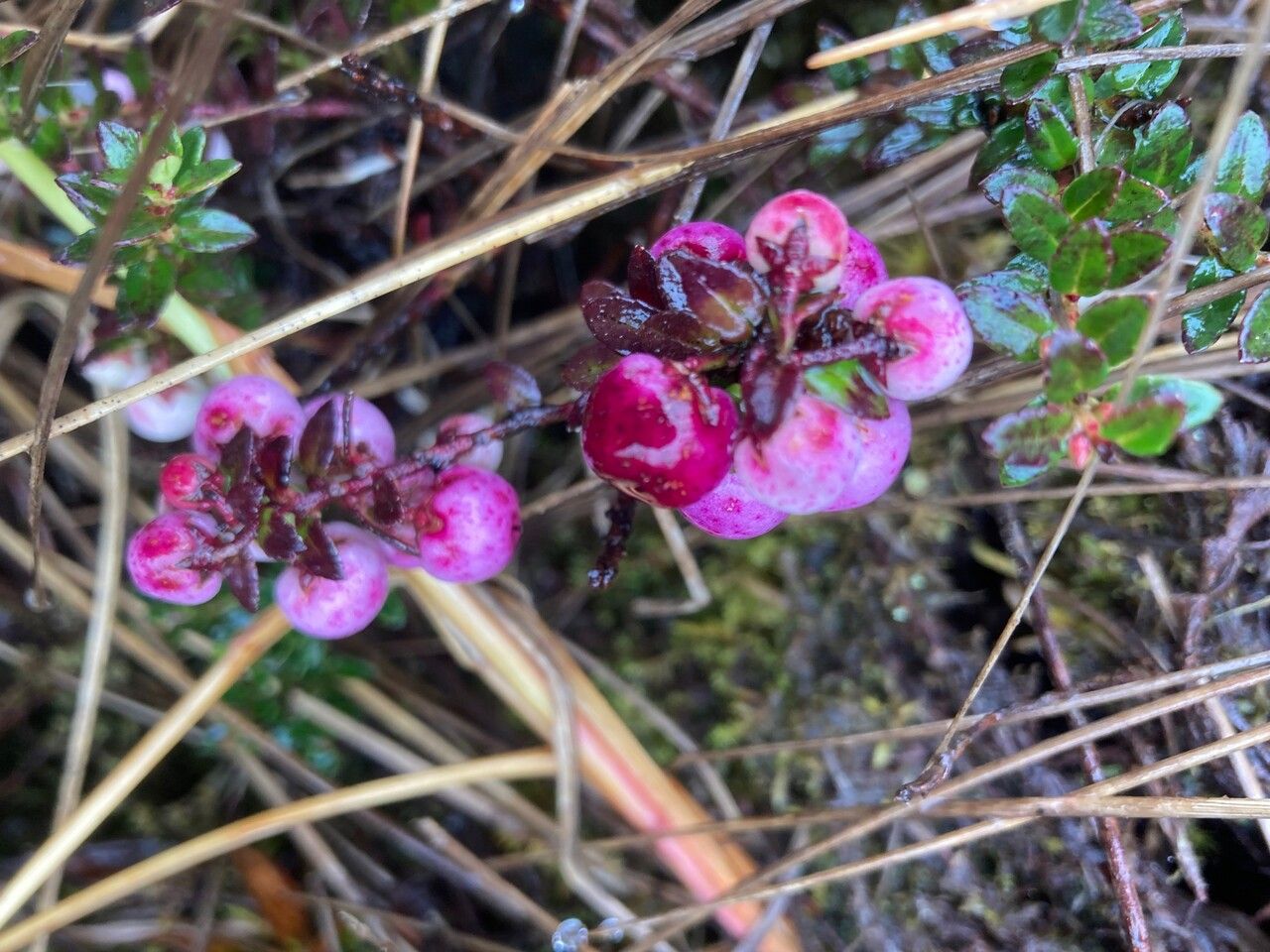 Gaultheria myrsinoides fruit