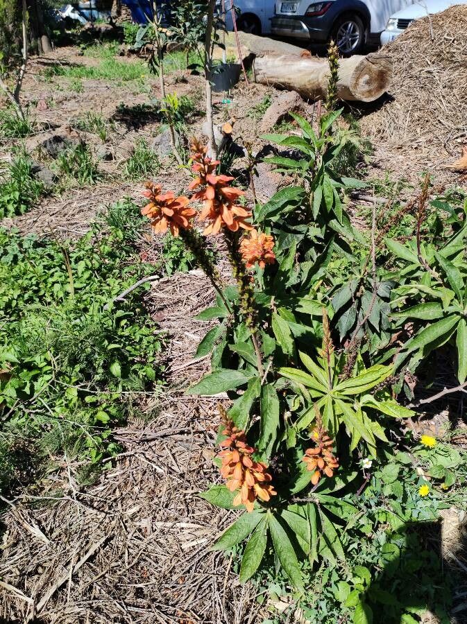 Digitalis isabelliana habit