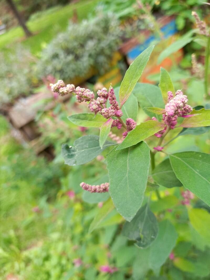 Chenopodium giganteum fruit