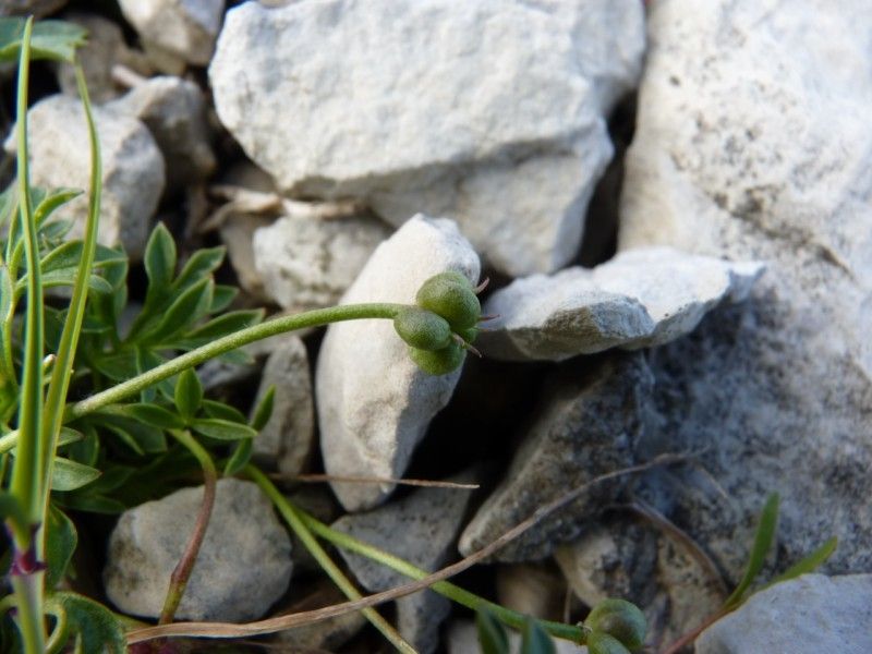 Ranunculus seguieri fruit
