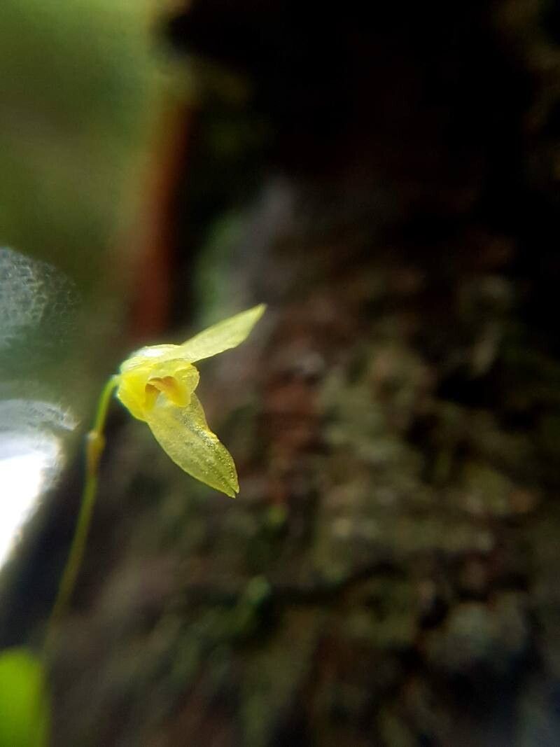 Specklinia recula flower