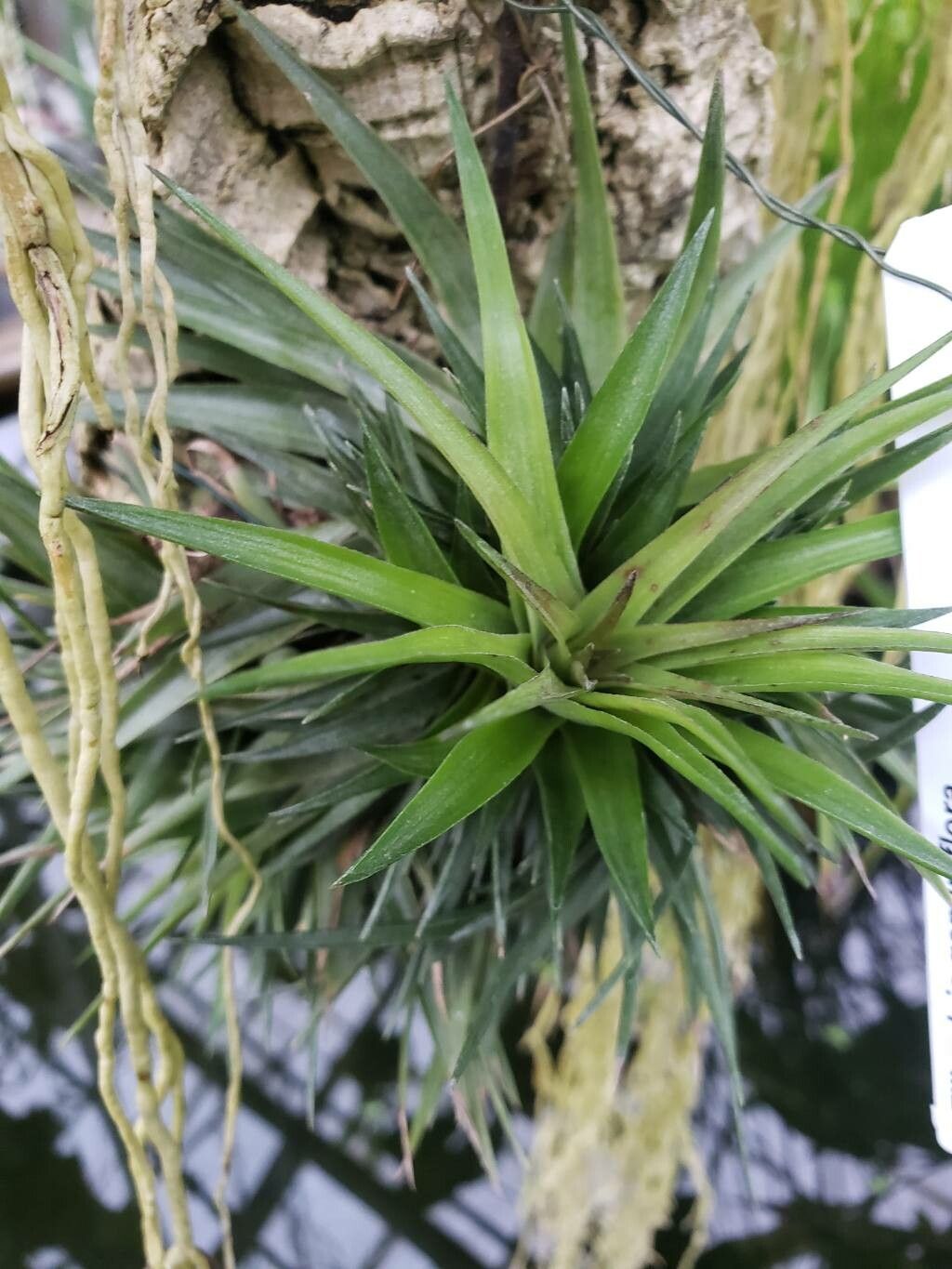 Tillandsia geminiflora leaf