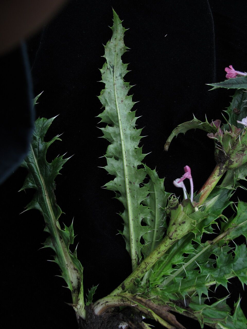 Morina nepalensis — related species from the same genus