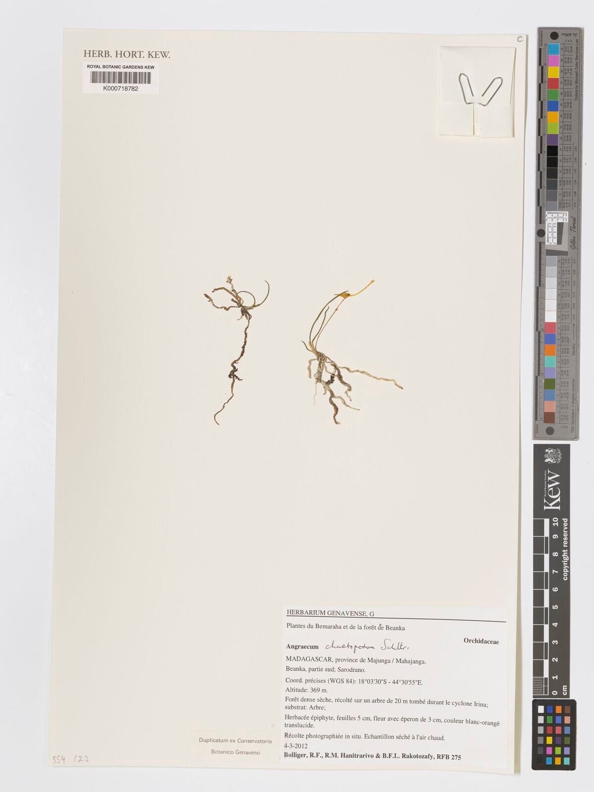 Angraecum chaetopodum — houseplant care guide