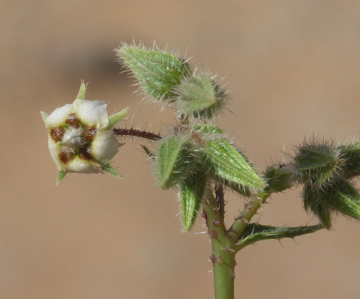 Trichodesma africanum flower