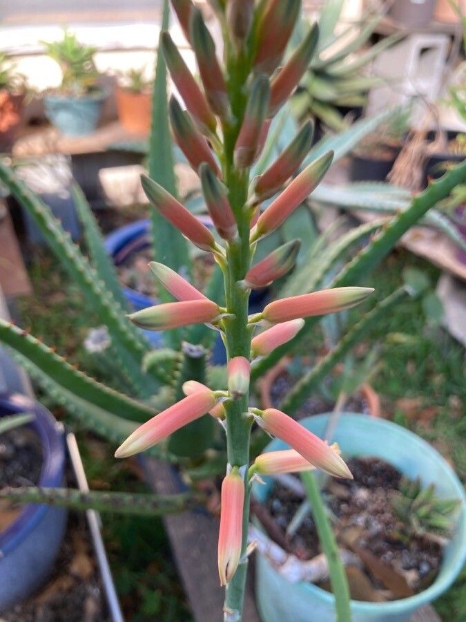 Aloe rivierei flower