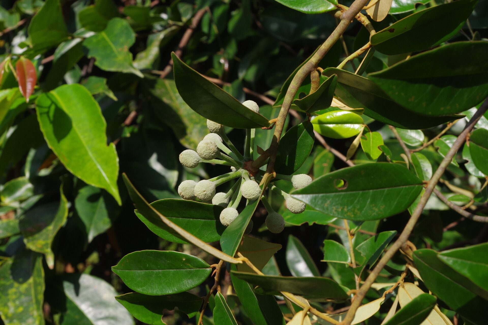 Uvaria klaineana fruit