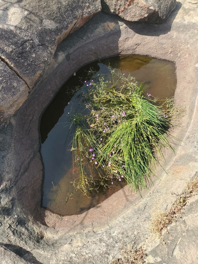 Dopatrium longidens — related species from the same genus