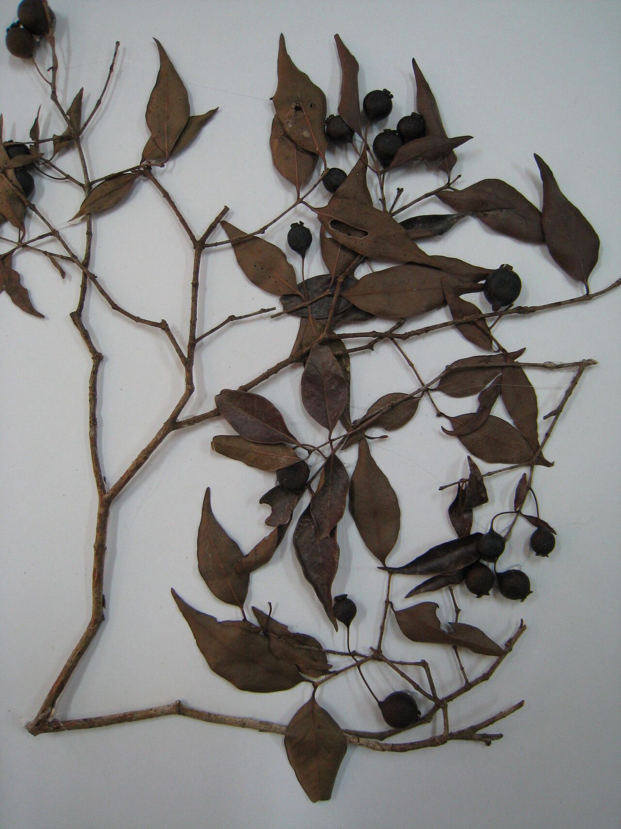 Psidium sartorianum — search result for 'Psidium'