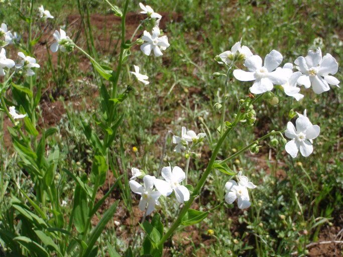 Hackelia bella habit