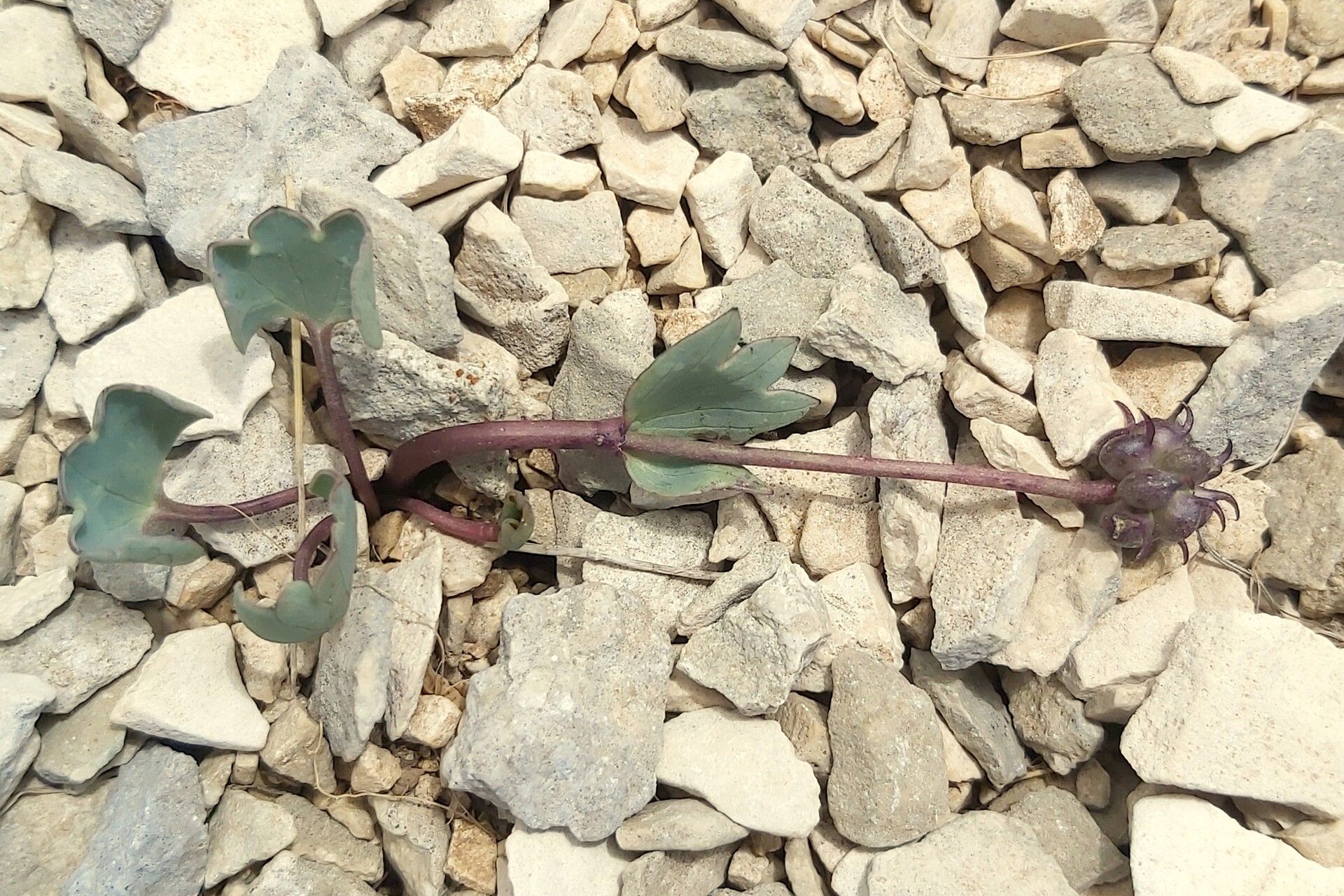 Ranunculus brevifolius fruit