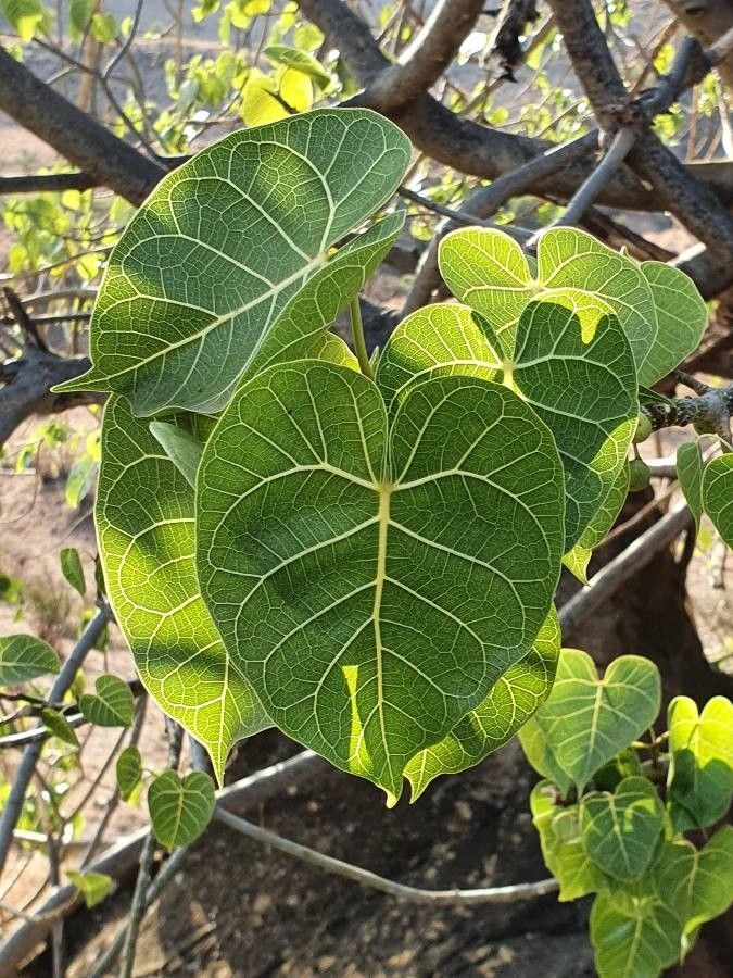 Ficus populifolia leaf