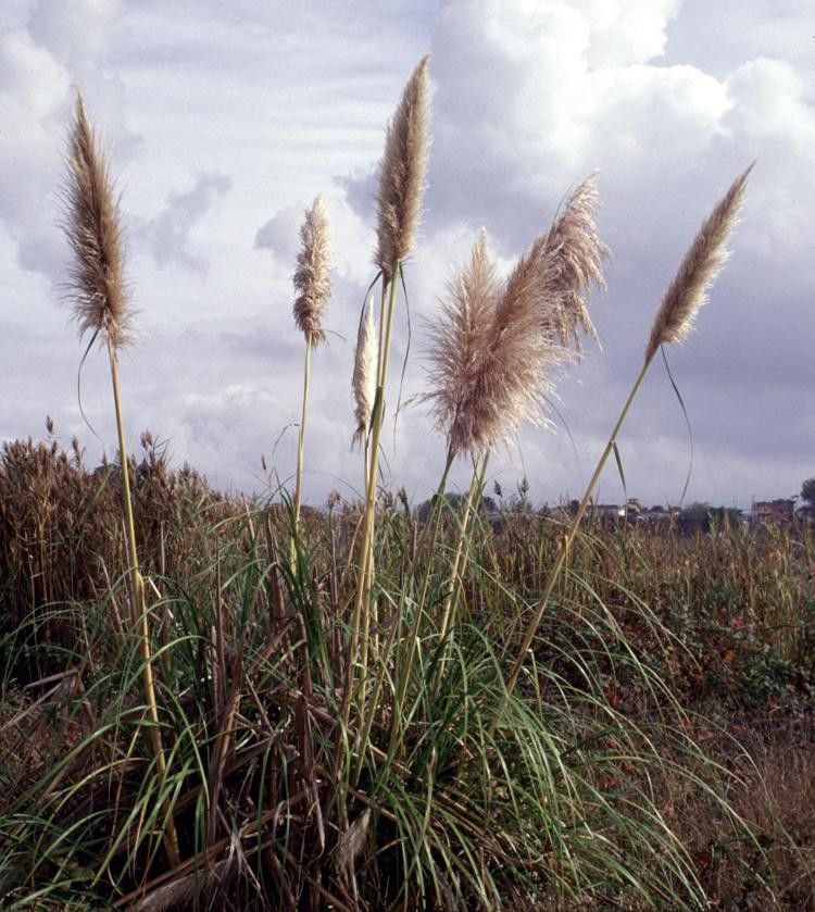 Cortaderia jubata other