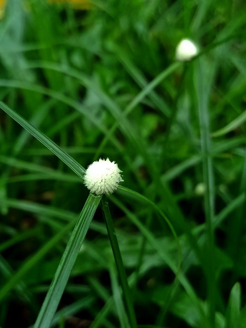 Cyperus richardii flower