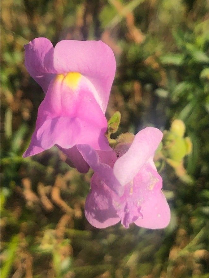 Antirrhinum australe flower