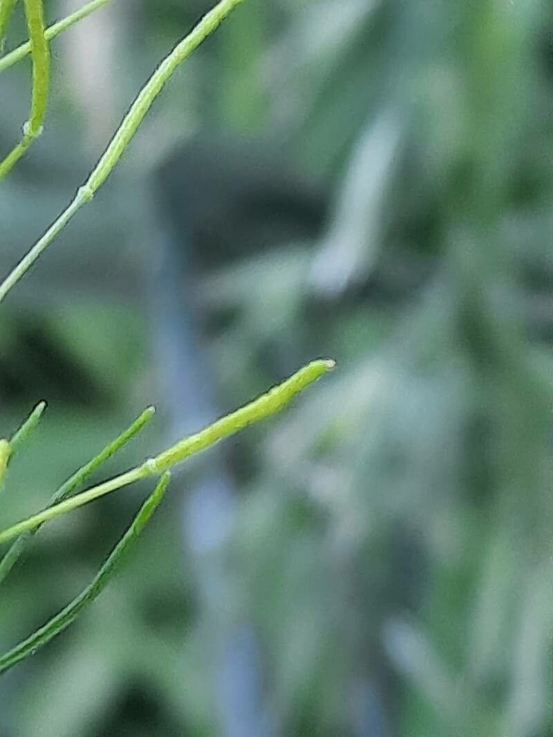 Descurainia sophia fruit