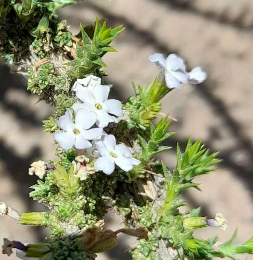 Junellia seriphioides flower