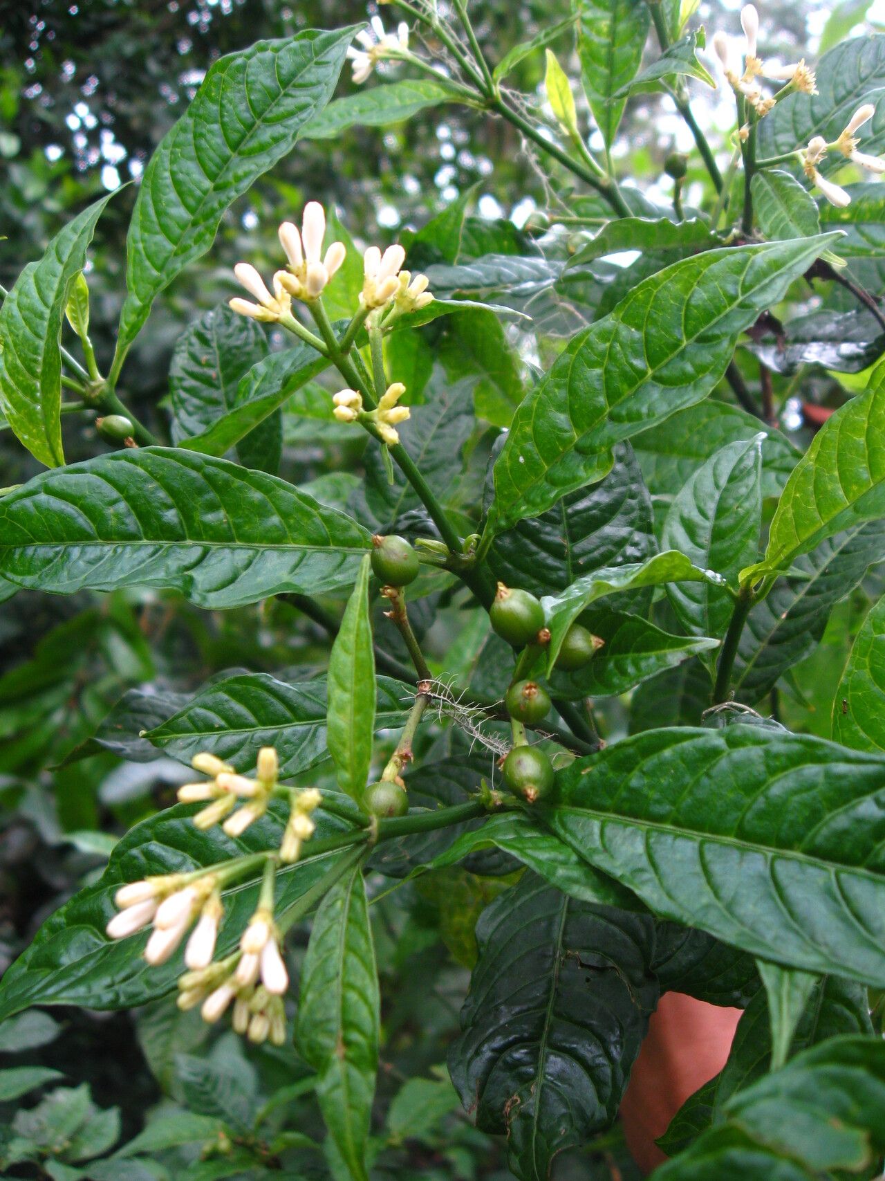 Chassalia laikomensis fruit