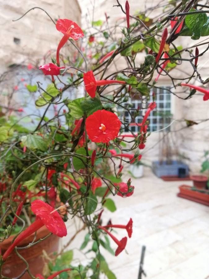 Ipomoea hederifolia flower