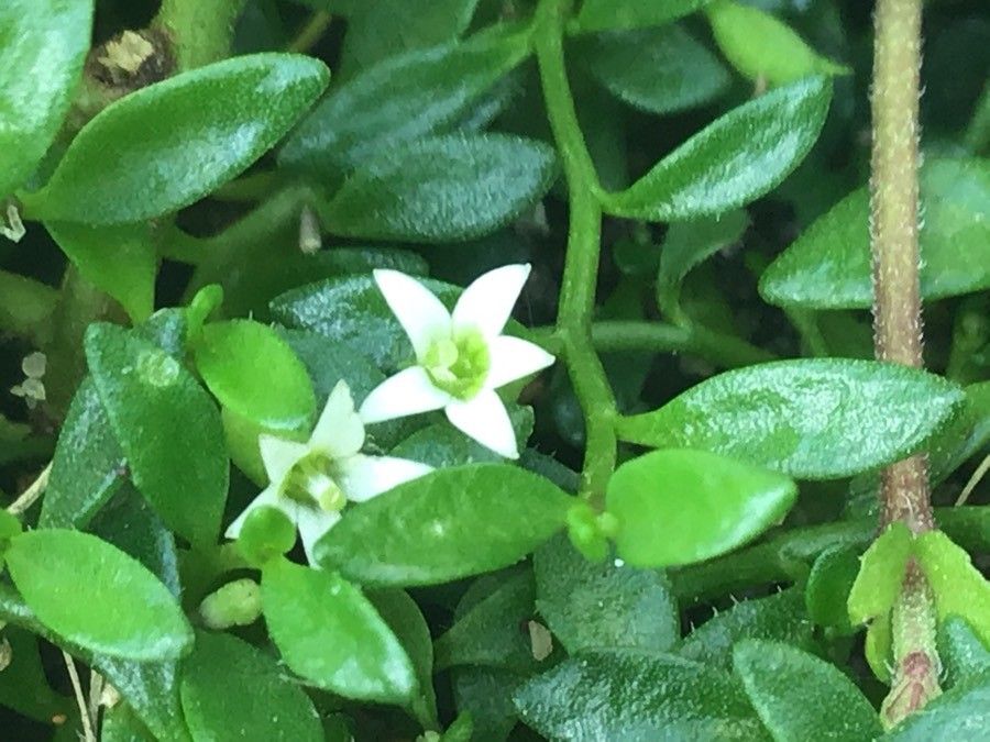 Lobelia irrigua flower