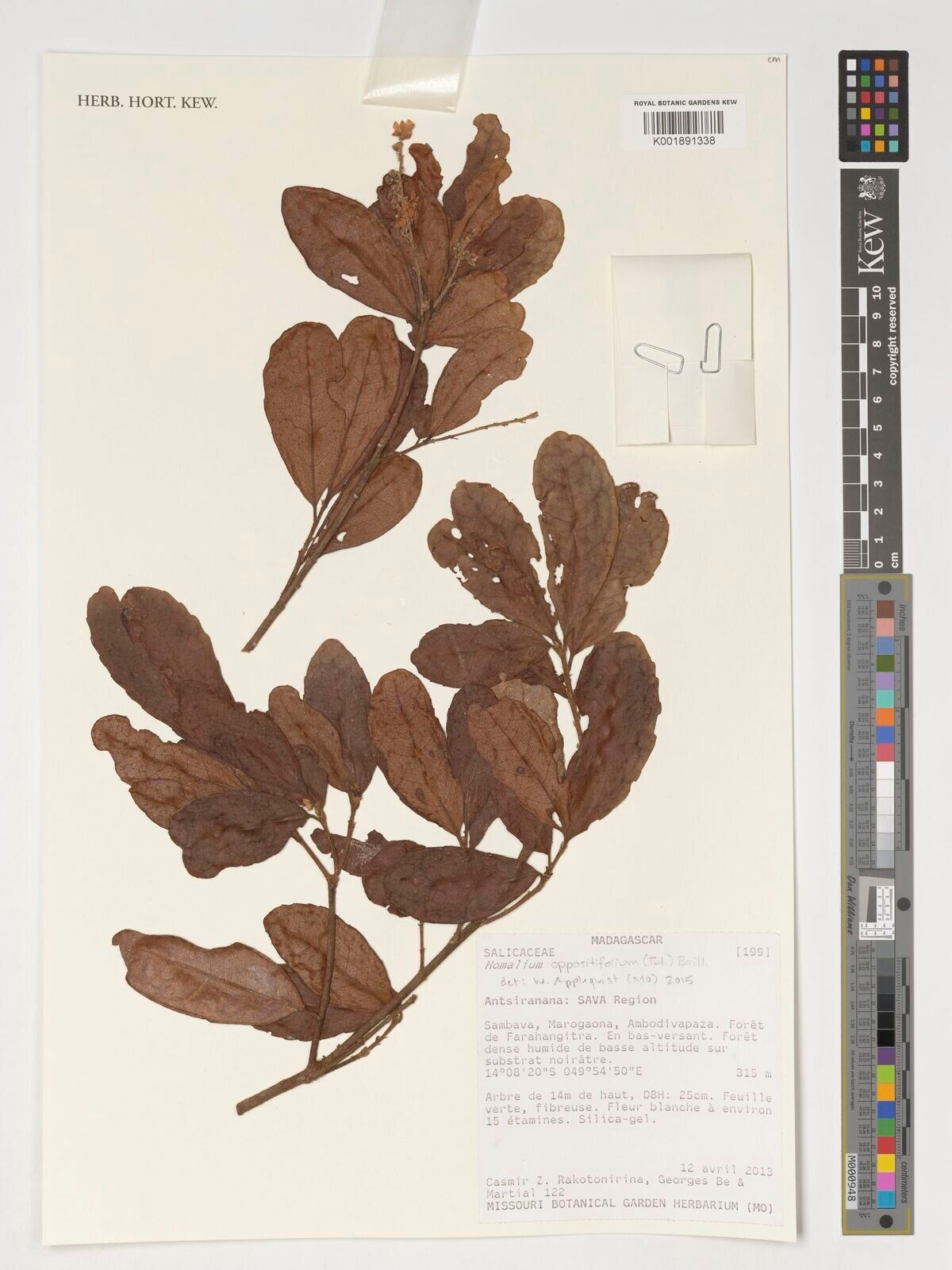 Homalium oppositifolium — houseplant care guide