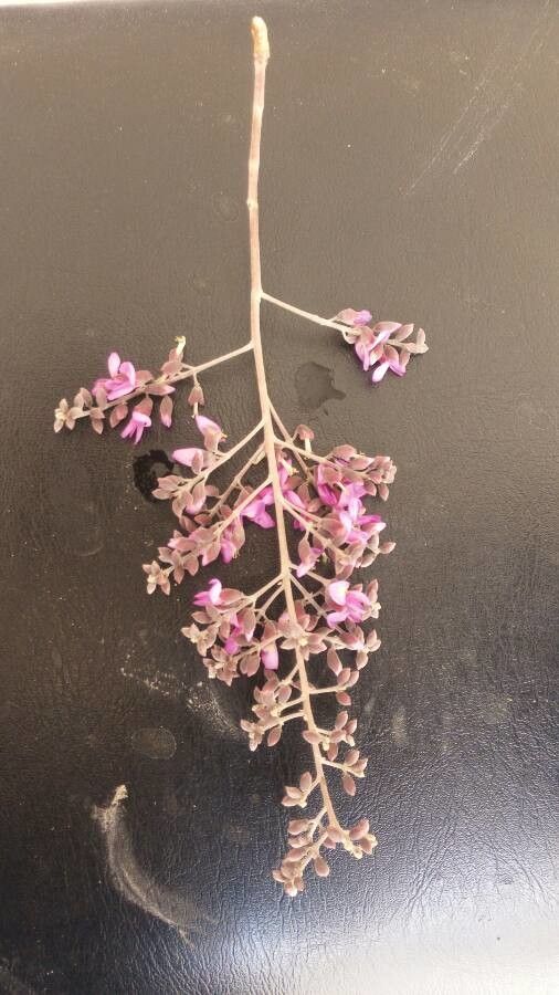 Philenoptera violacea flower