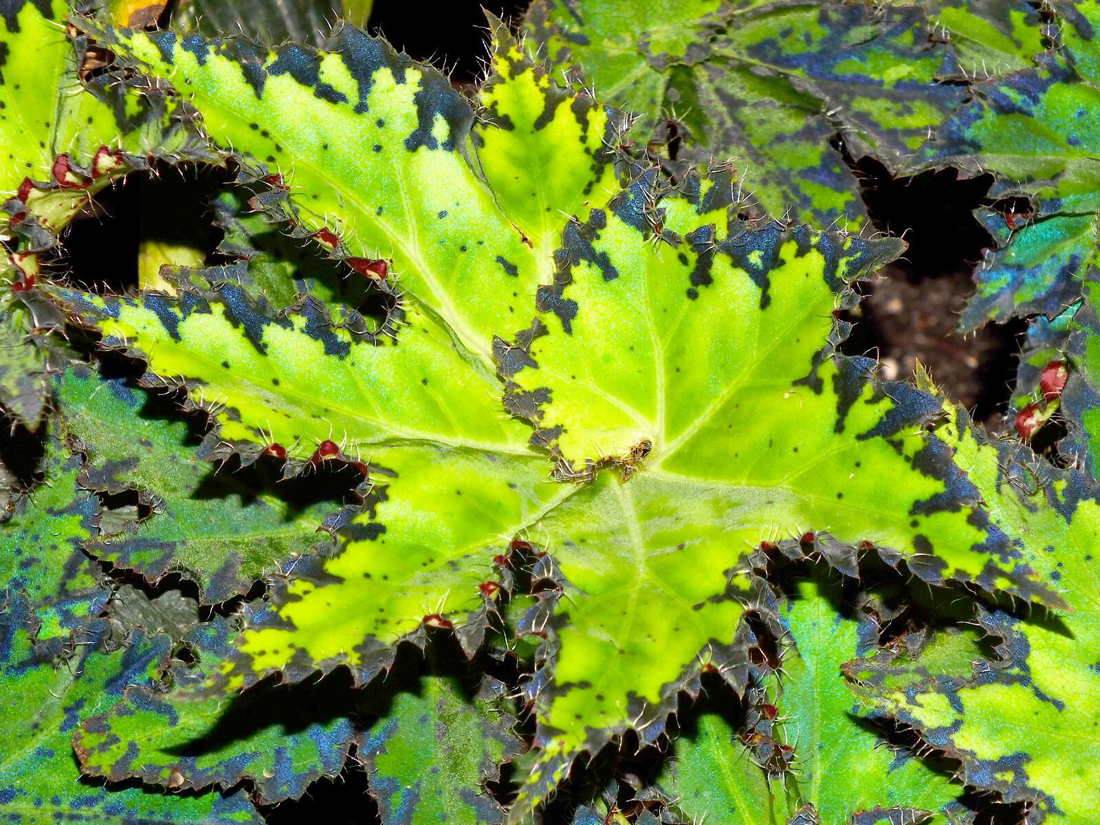 Begonia heracleifolia — search result for 'Begonia'
