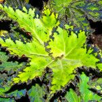 Begonia heracleifolia