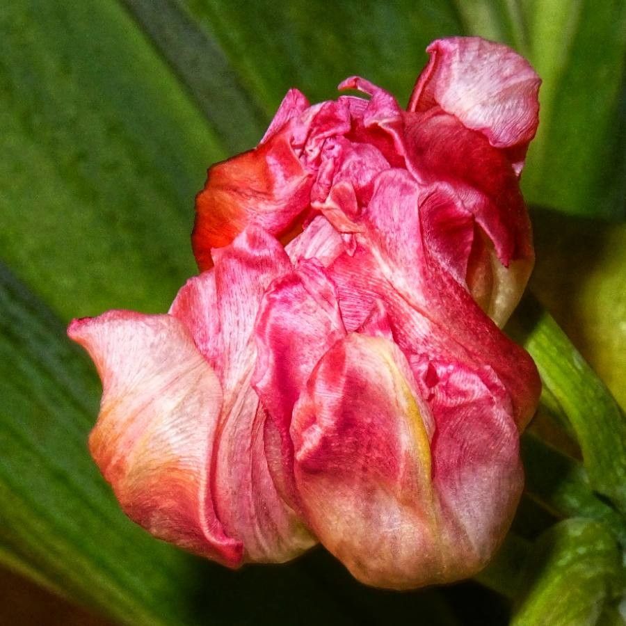 Tulipa didieri — search result for 'Nardostachys'