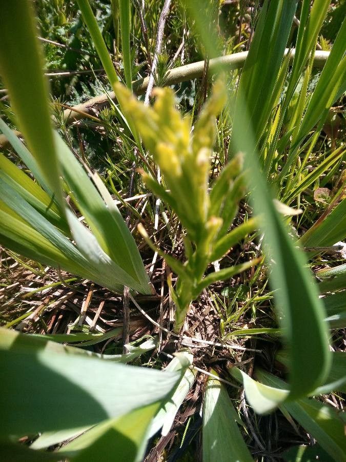 Castilleja cusickii — search result for 'Castilleja'