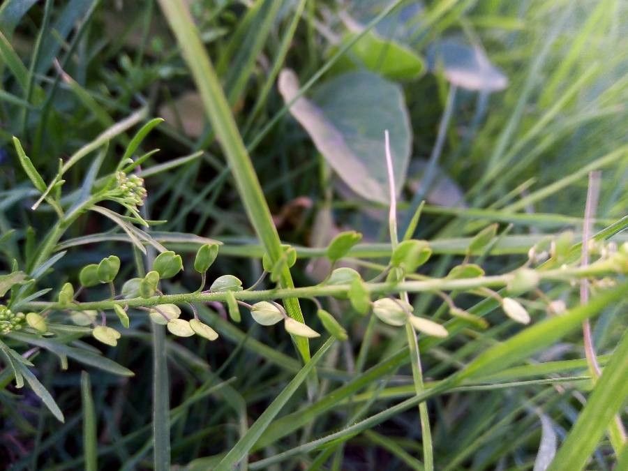 Lepidium bonariense leaf
