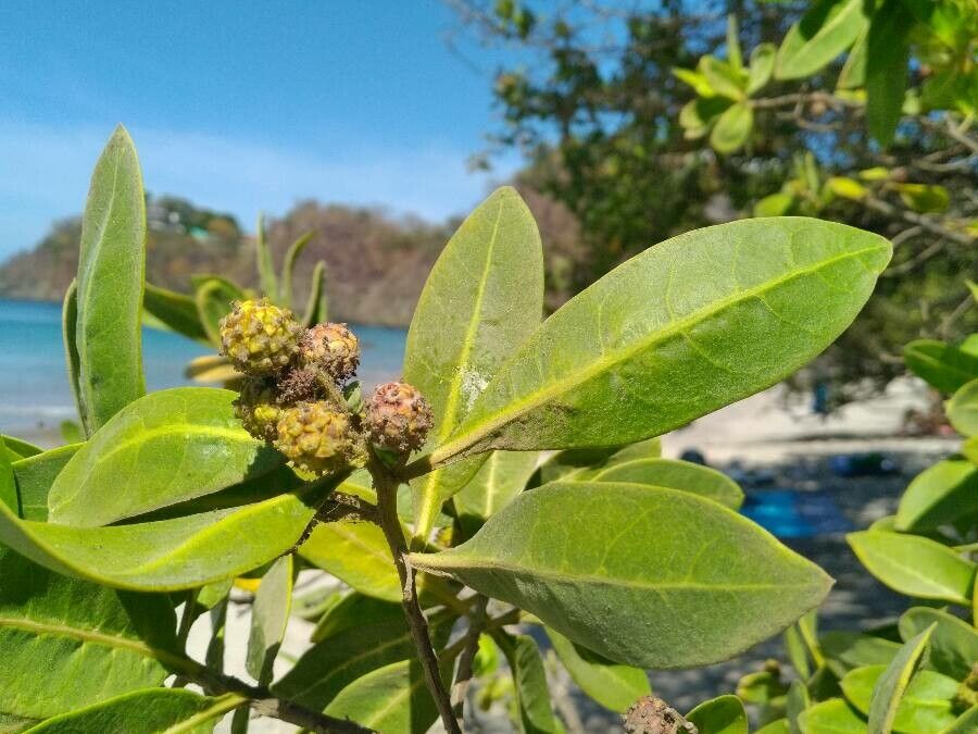 Conocarpus erectus fruit