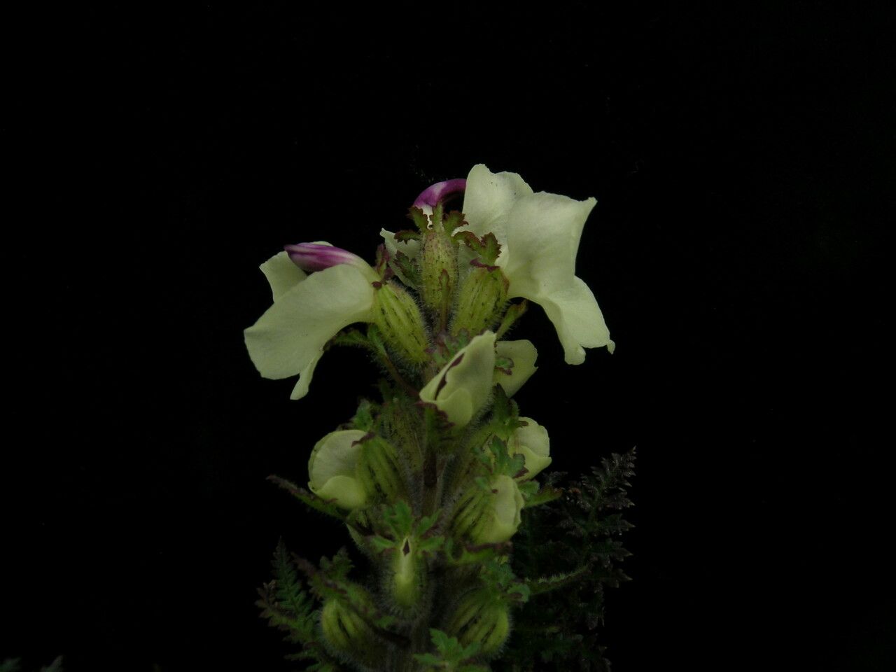 Pedicularis lutescens flower