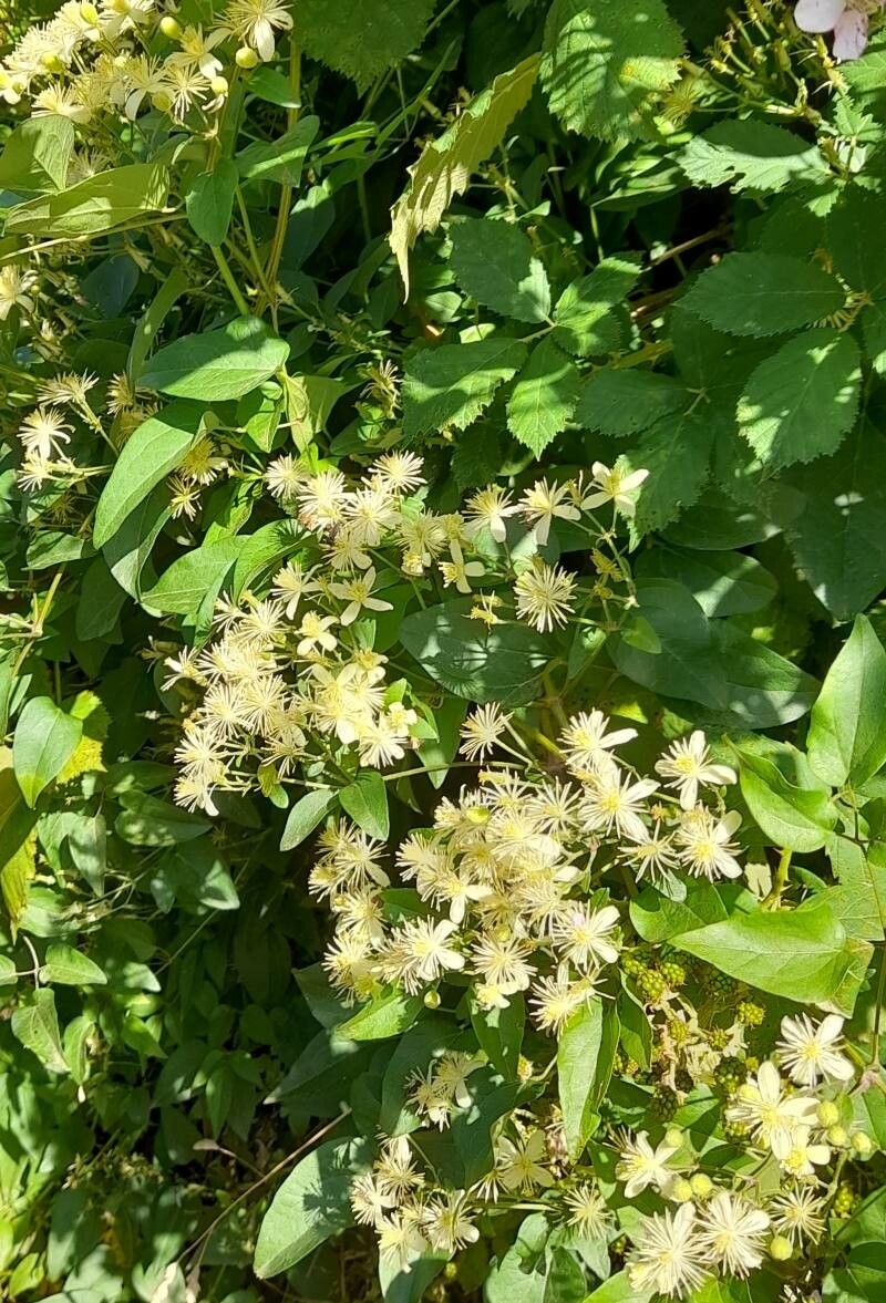 Clematis bonariensis habit