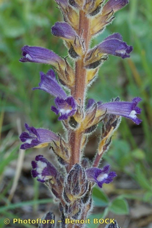 Phelipanche lavandulacea bark