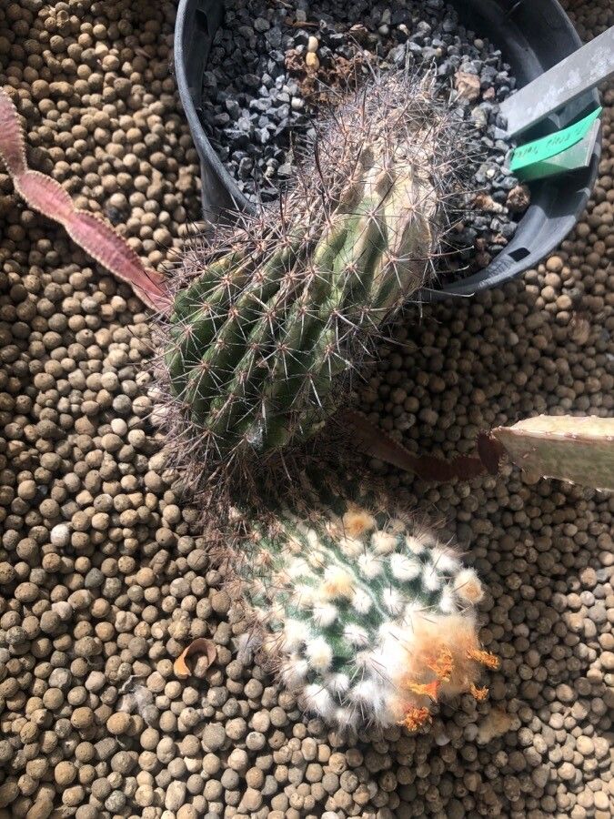 Parodia tuberculata leaf