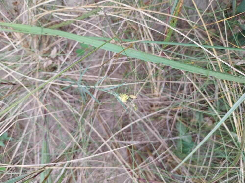 Linaria loeselii — search result for 'Linaria'