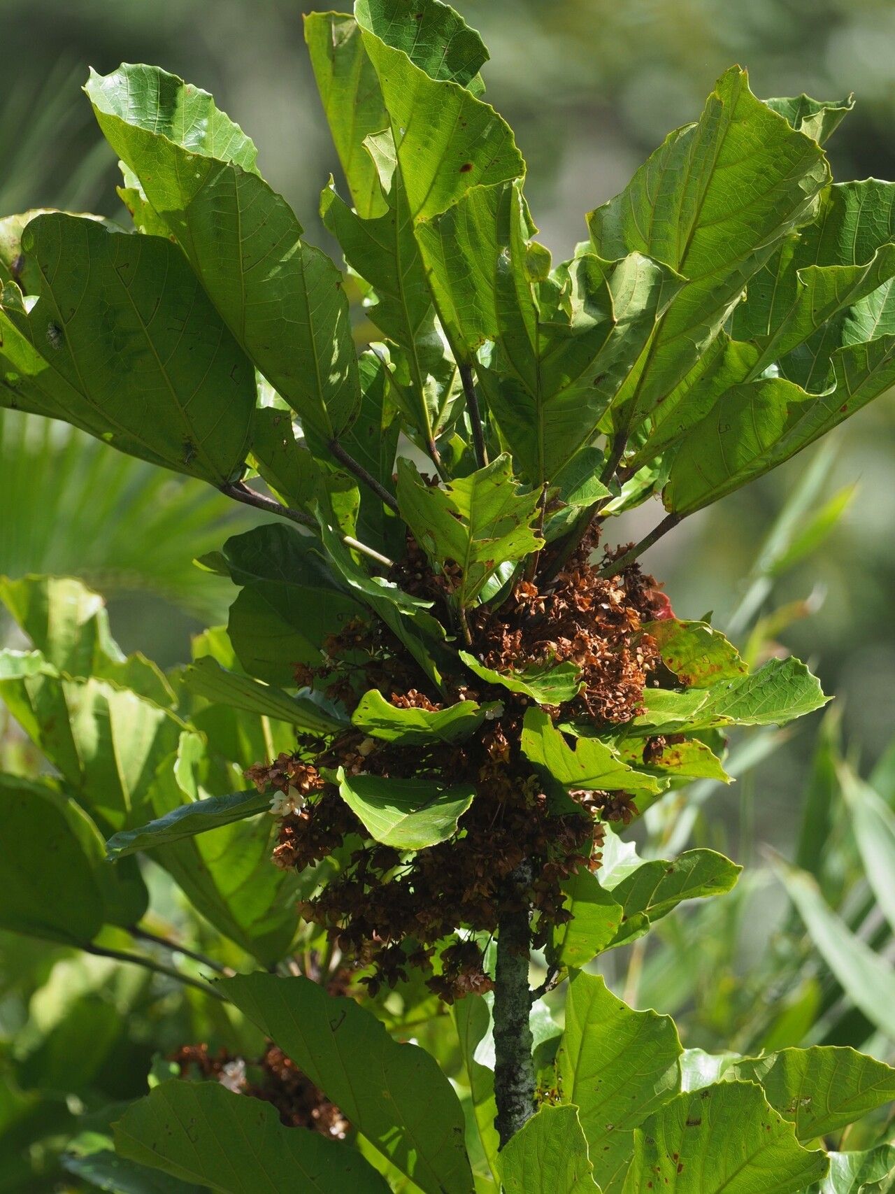 Dombeya marojejyensis leaf