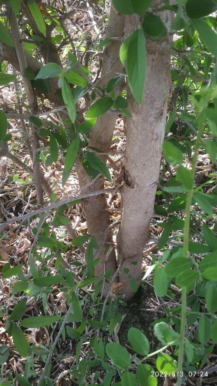 Alangium salviifolium bark