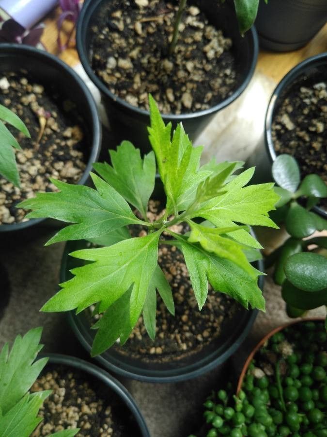 Artemisia argyi leaf