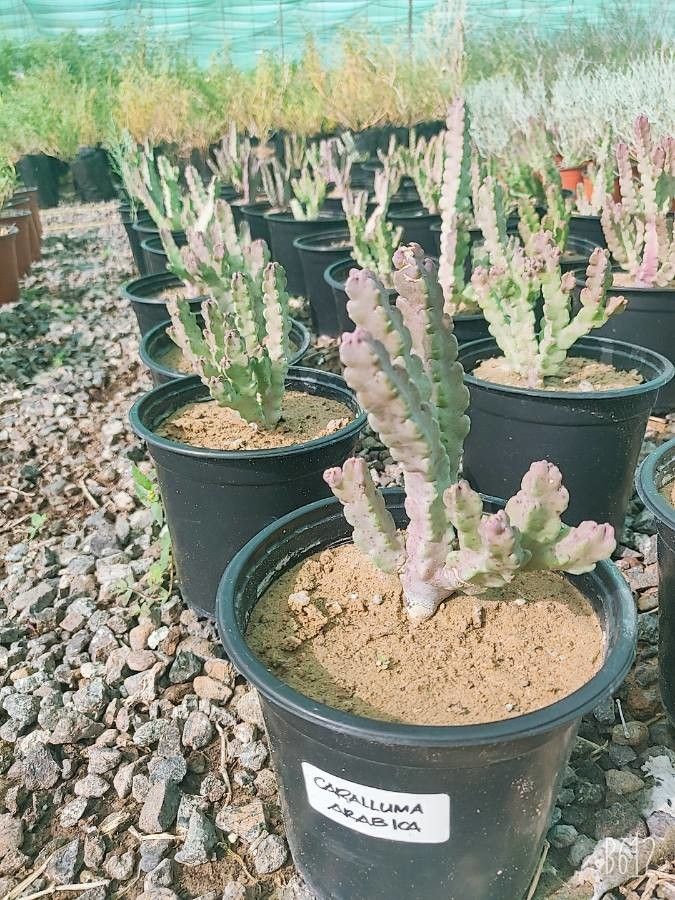 Caralluma arabica — related species from the same genus