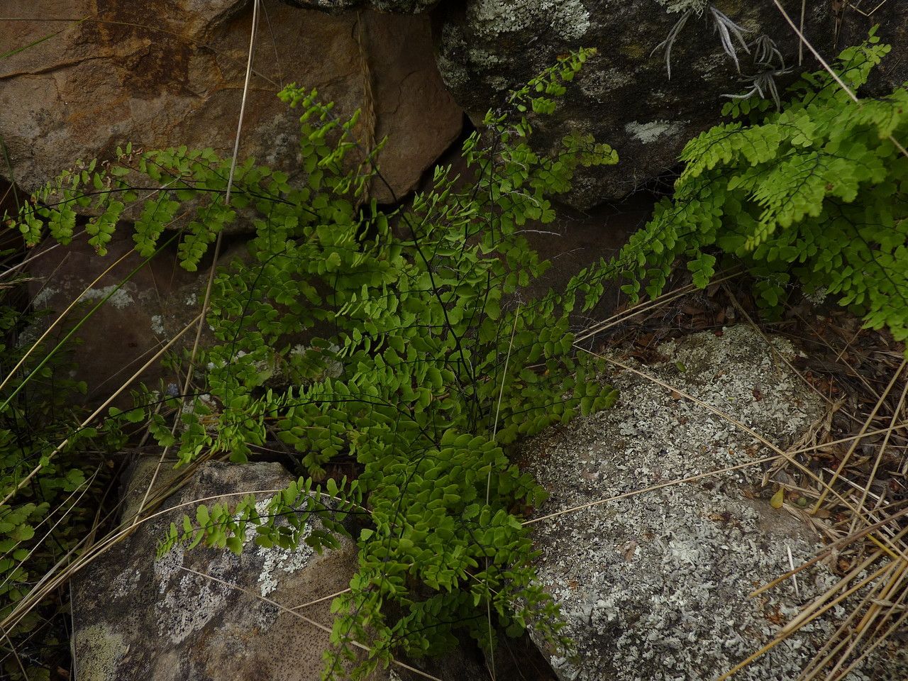 Adiantum orbignyanum habit