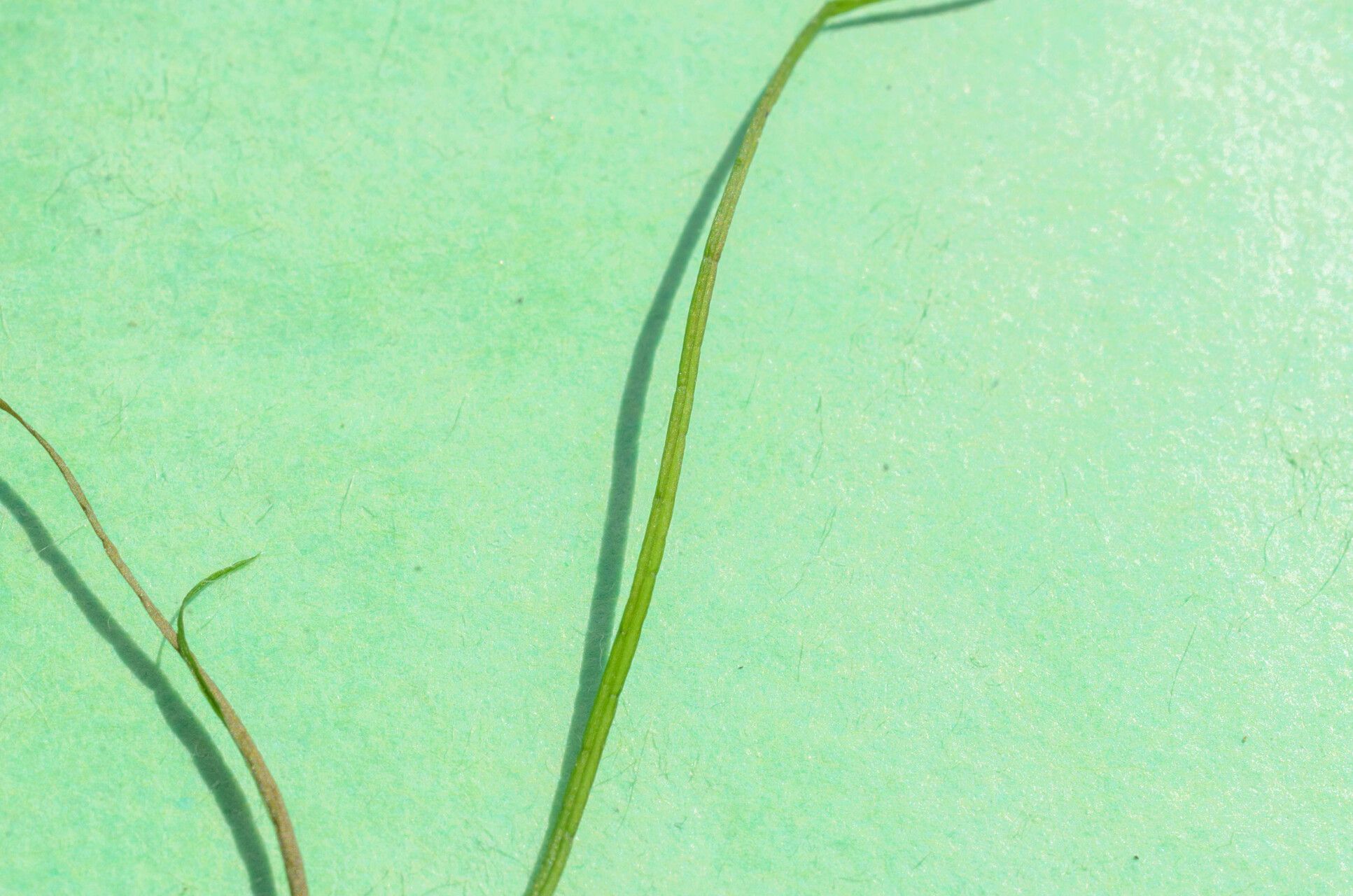 Stuckenia filiformis — search result for 'Potamogeton'